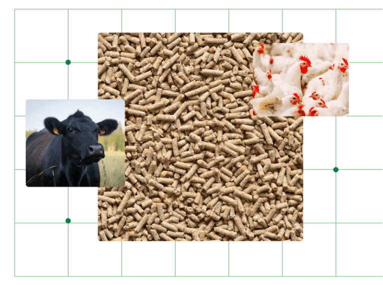Animal feed pellets with poultry and cattle – illustrating feed additives’ role in livestock nutrition and pricing