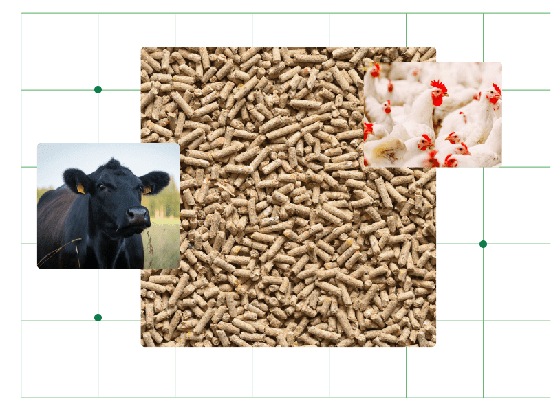 Animal feed pellets with poultry and cattle – illustrating feed additives’ role in livestock nutrition and pricing
