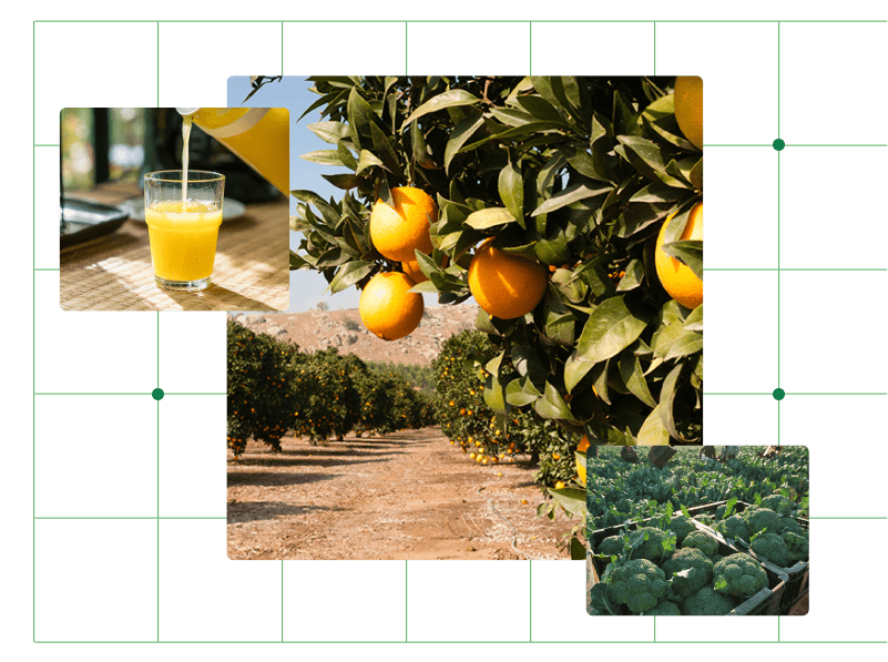 Row of orange trees