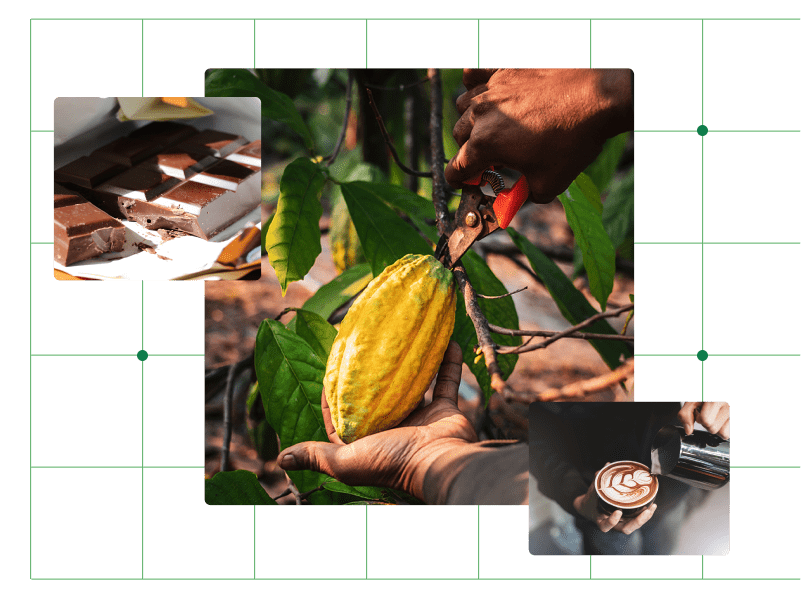 Close-up hands of a cocoa farmer using pruning shears to cut a cocoa pod