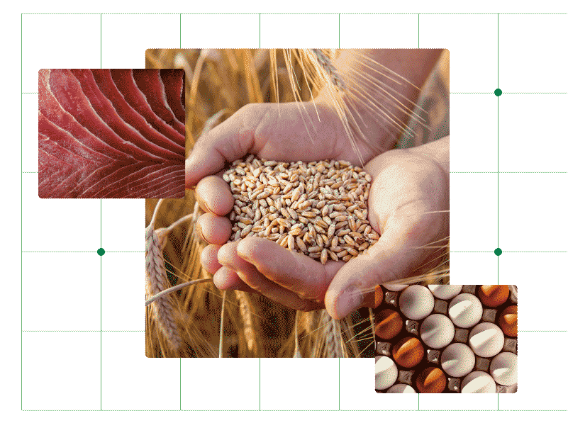 The hands of a farmer close-up holding a handful of wheat grains in a wheat field