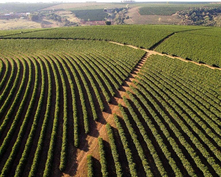 Aerial view coffee plantation