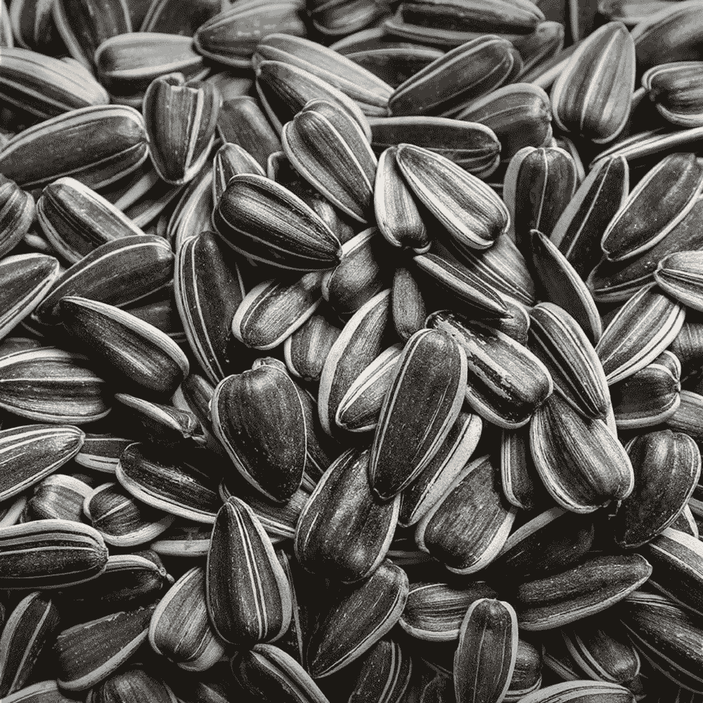 Oilseed dark