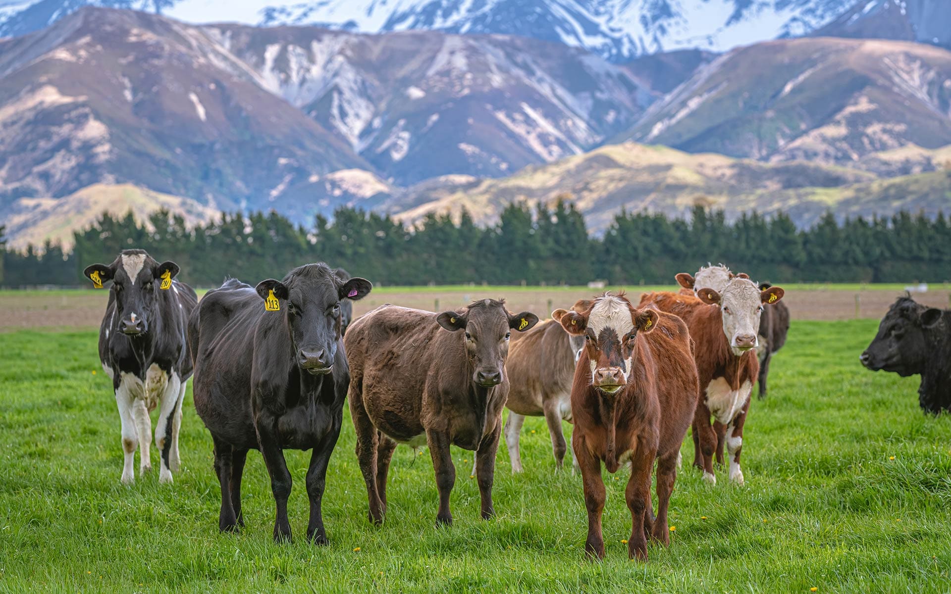 Beef cattle