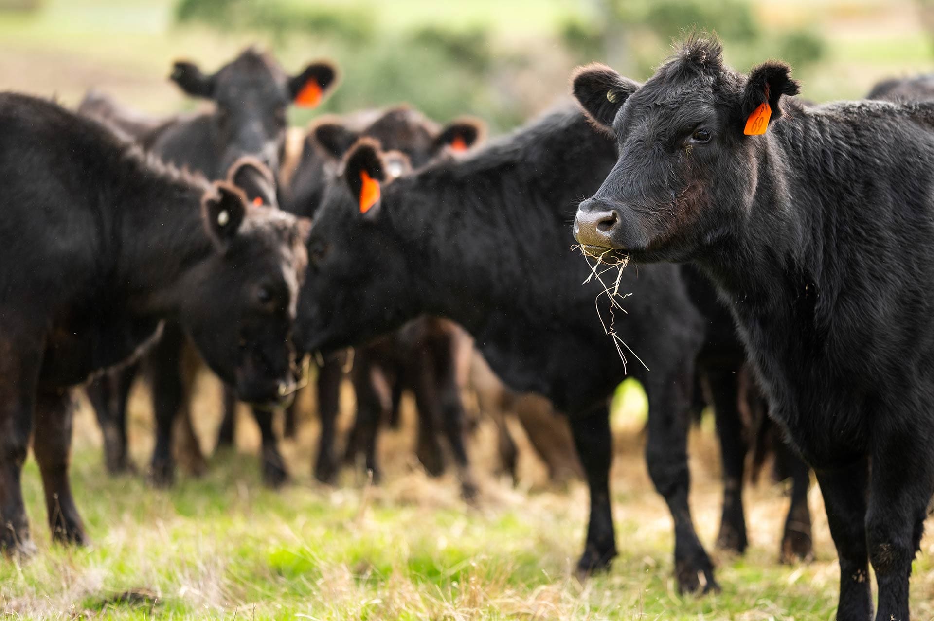 Australian cattle