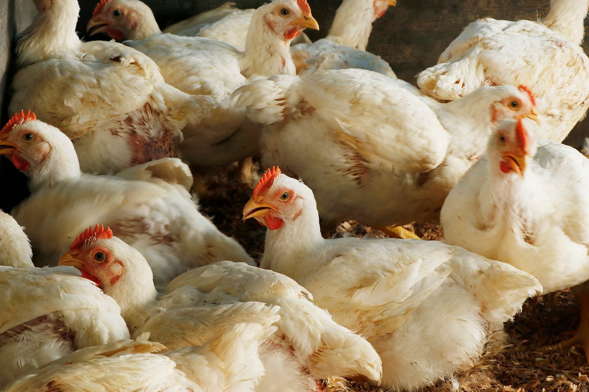 broiler chickens