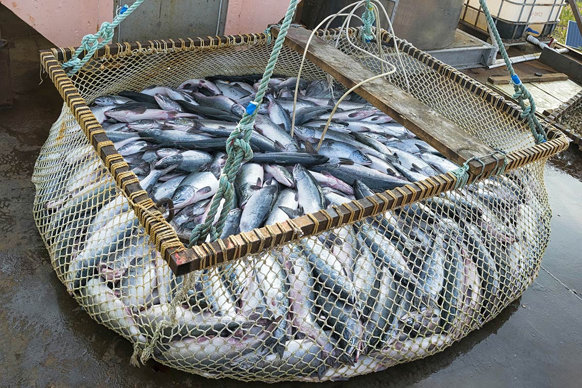 salmon fishing