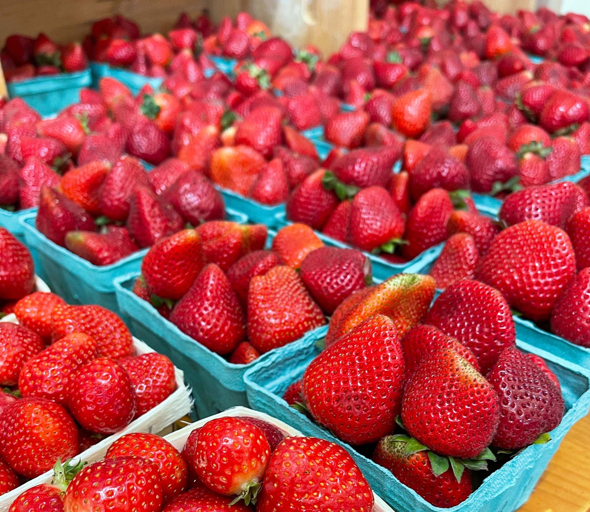 strawberry crop