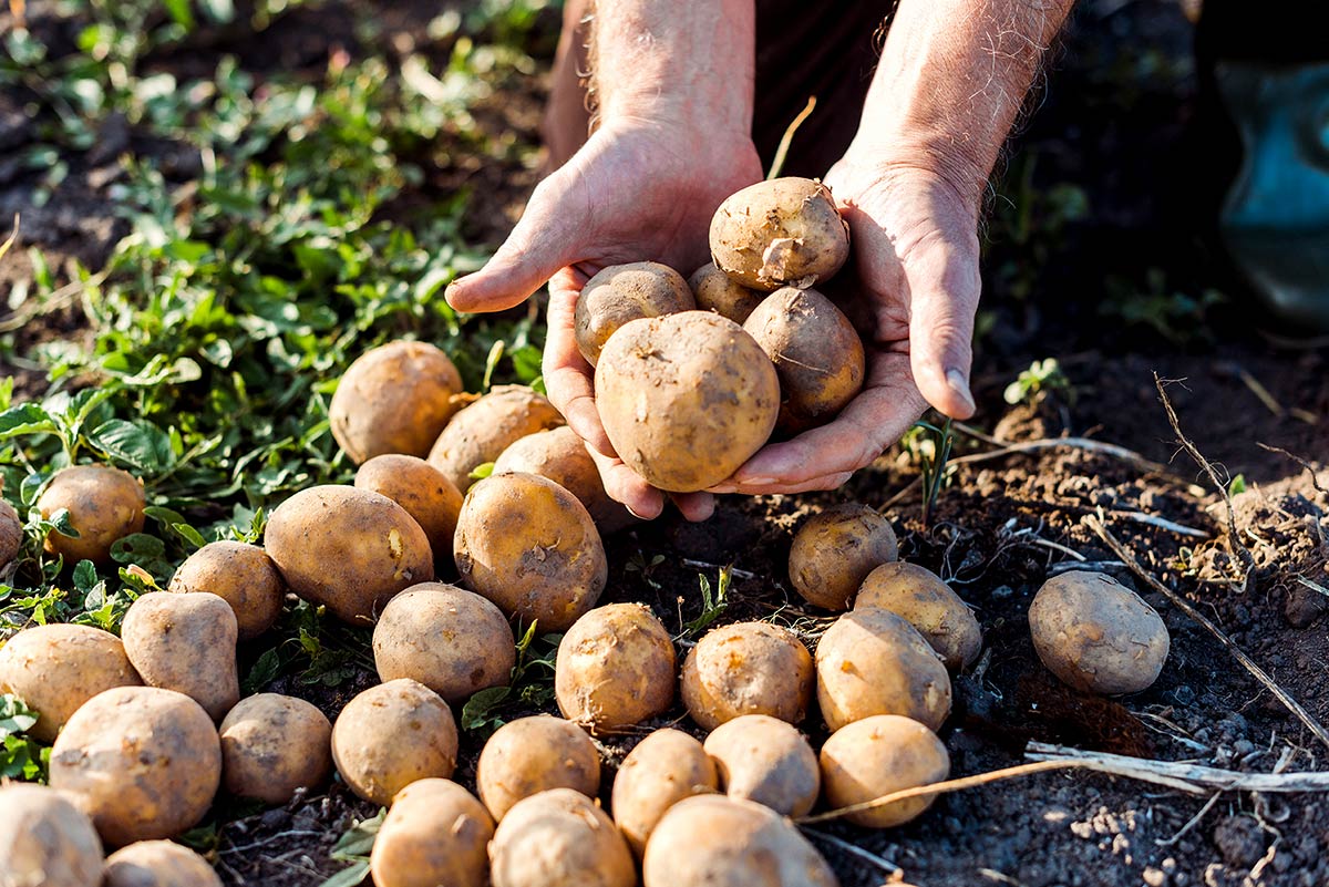 eu potato crop