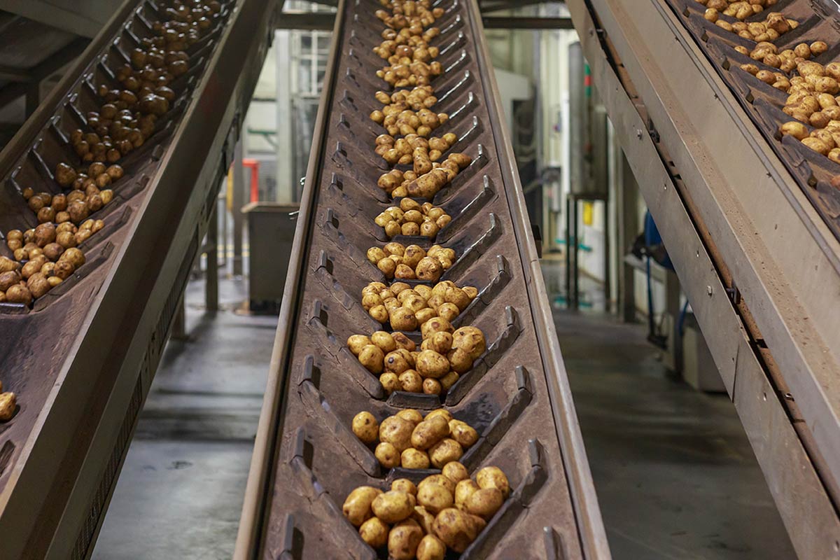 british potatoes