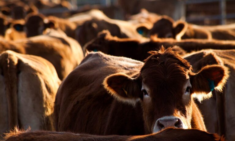 beef cattle