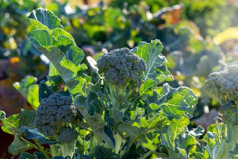 broccoli