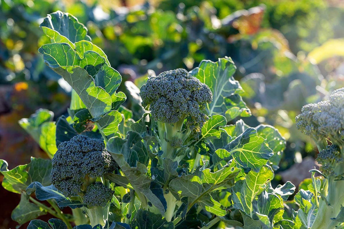 broccoli