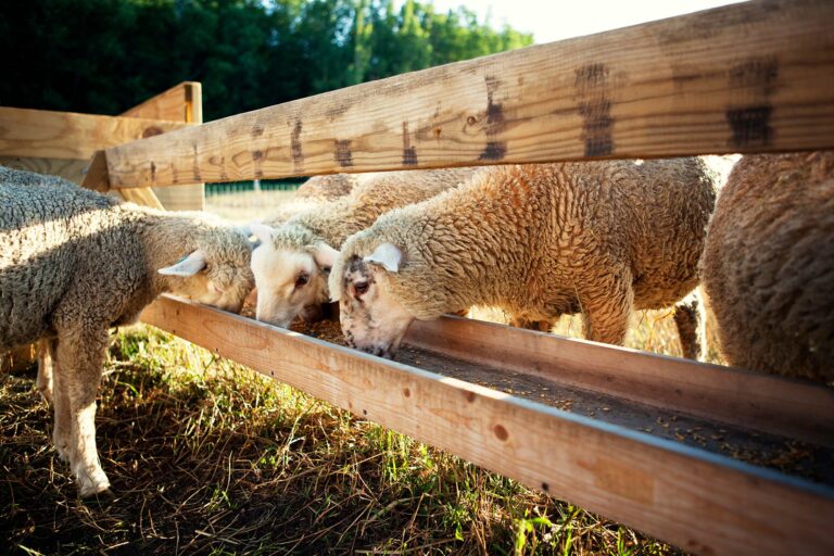 lamb
