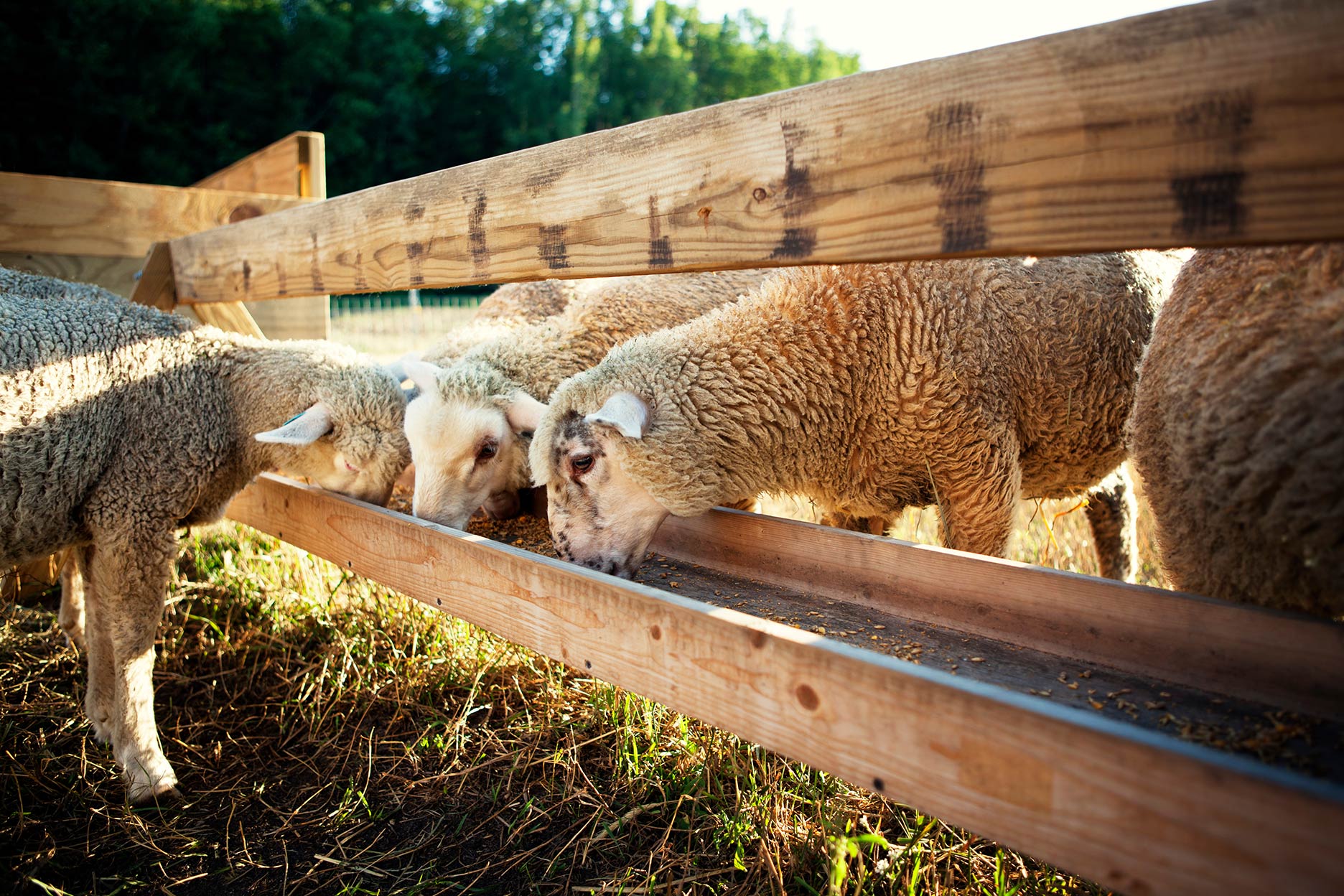 lamb