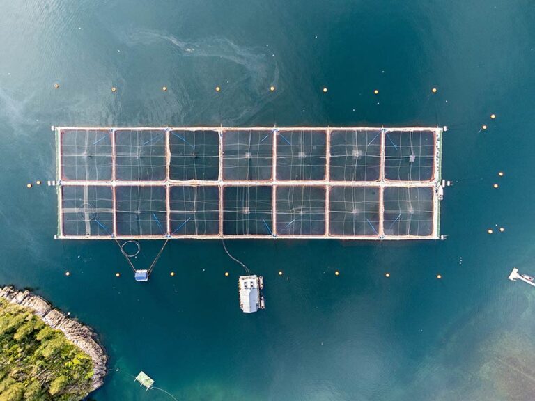 farmed salmon