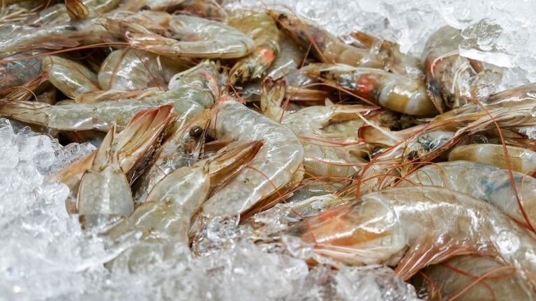 shrimp