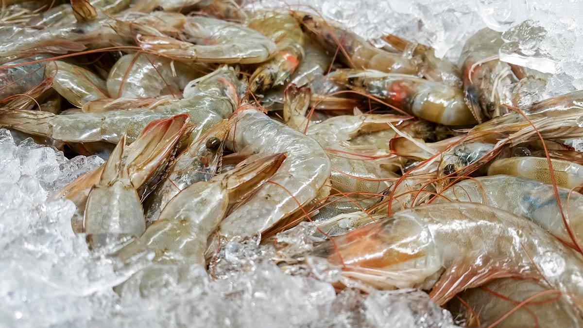 shrimp