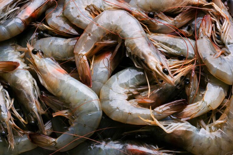 shrimp