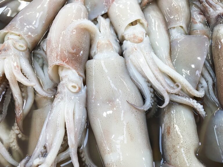 Fresh squid