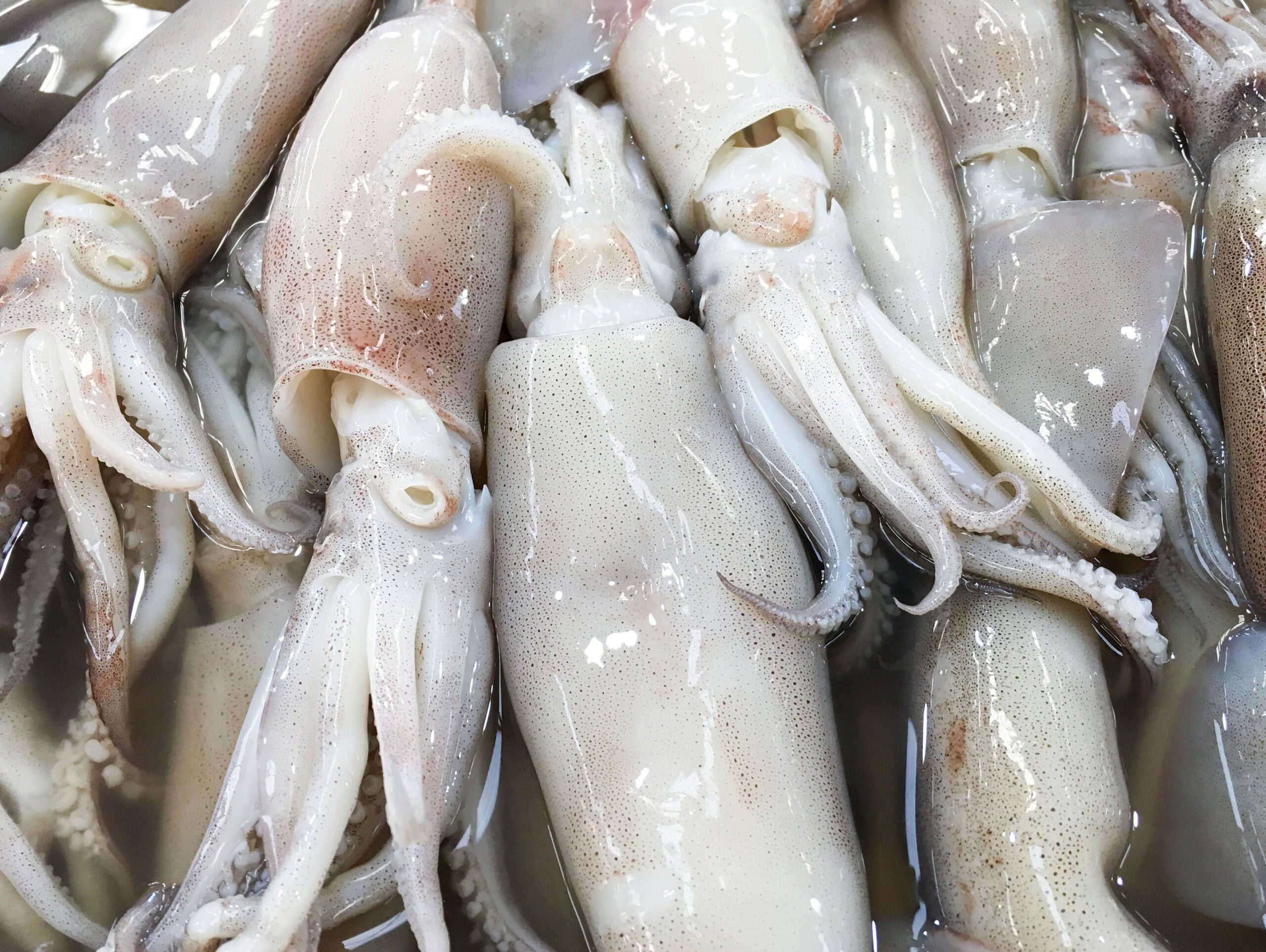 Fresh squid