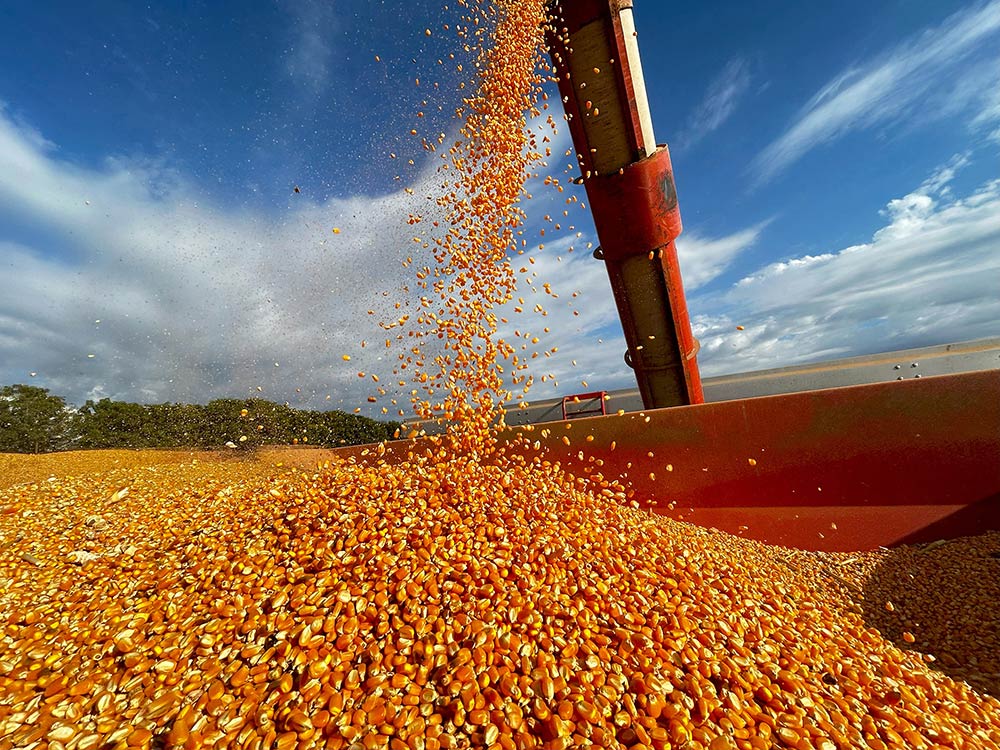 corn harvest