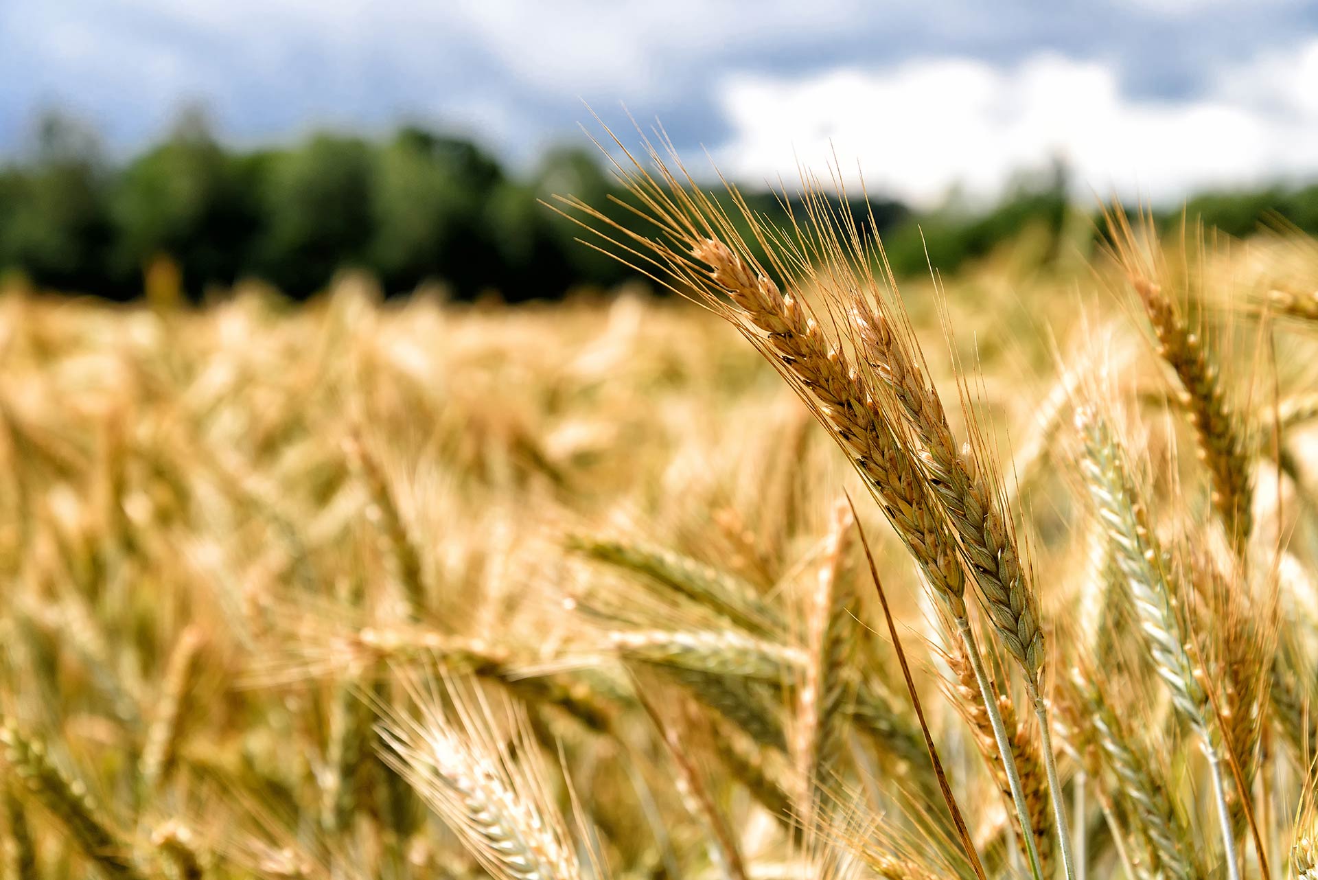 wheat