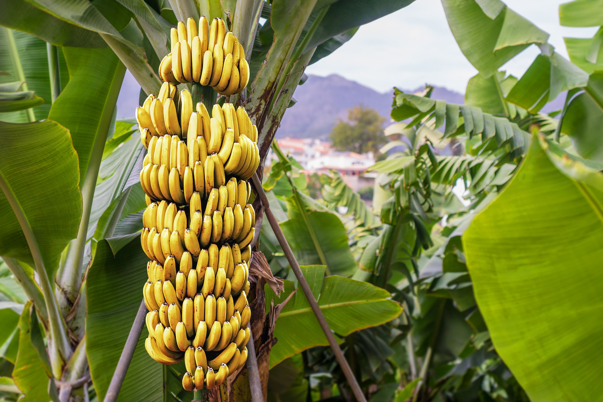 banana