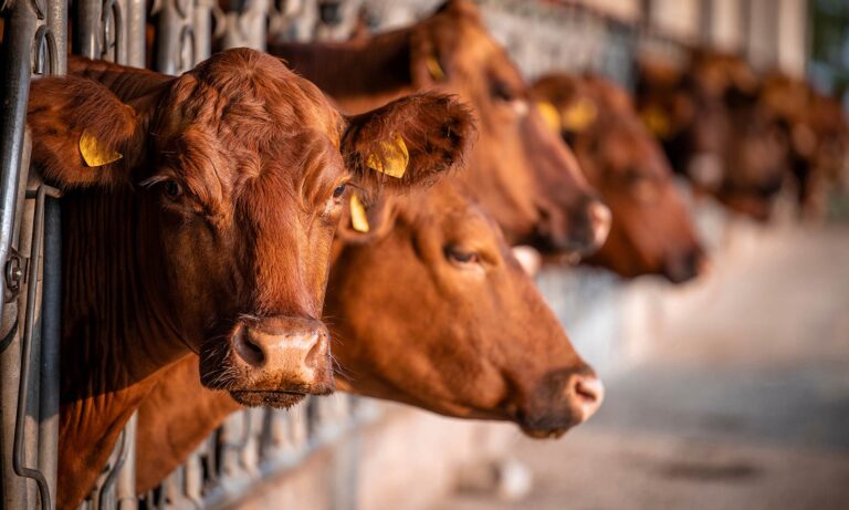 cattle