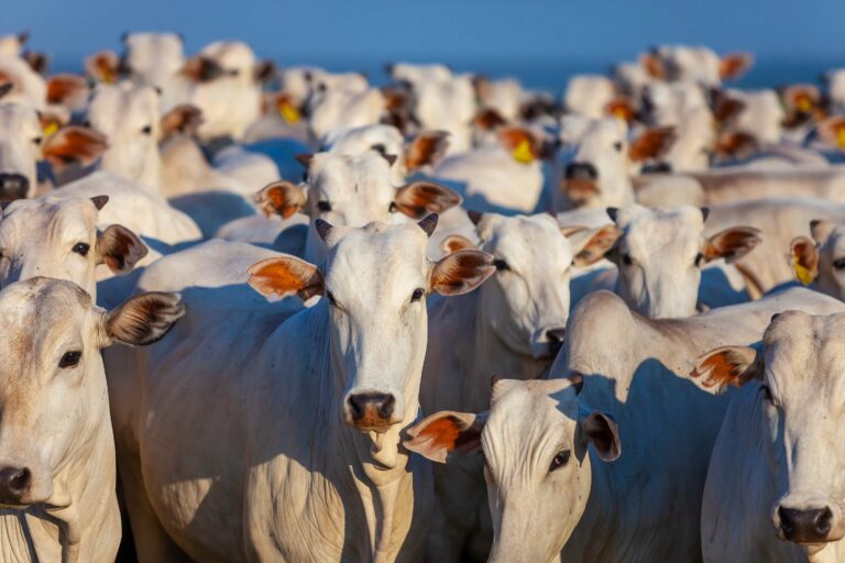 Nelore breed cattle