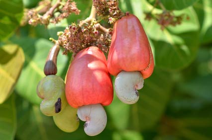 Cashew