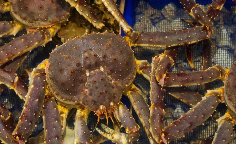 crab