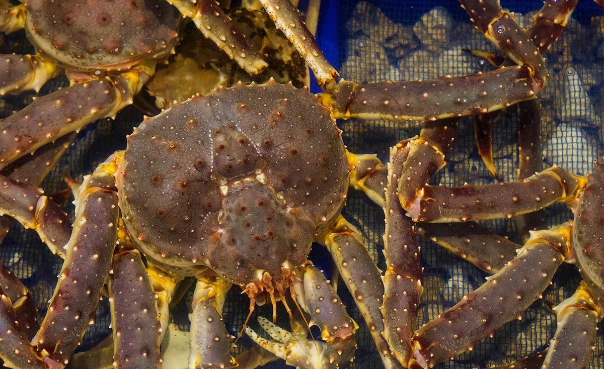 crab