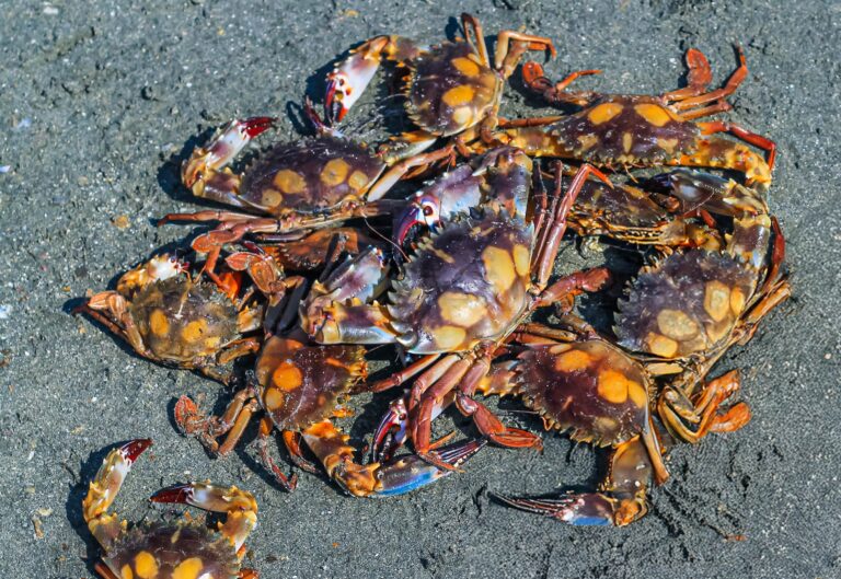 red swimming crab