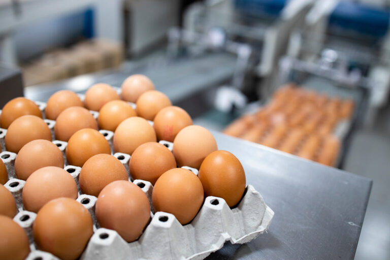 cage free eggs