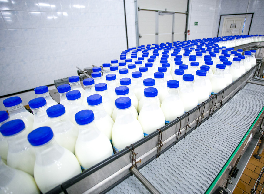 milk production