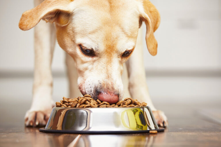 pet food