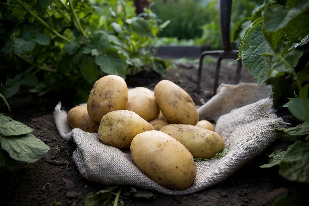 potatoes