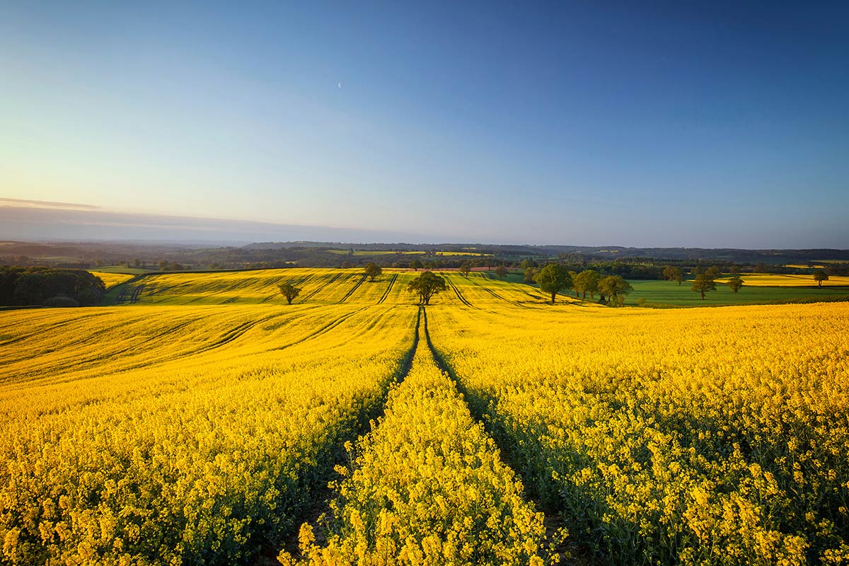 rapeseed