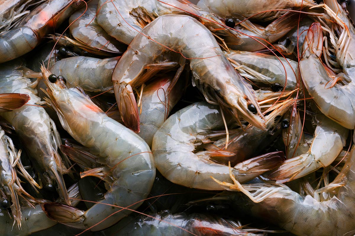 warm water shrimp