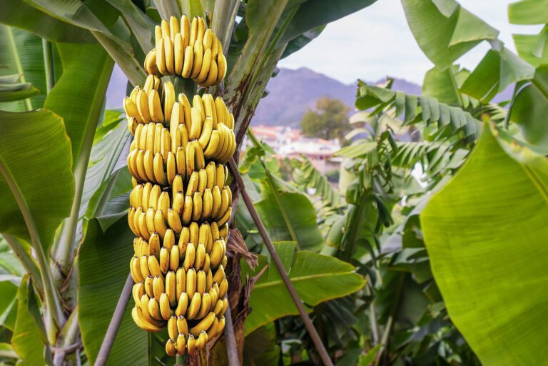 Large cluster of ripe bananas growing on a banana plant, highlighting banana production and market pricing