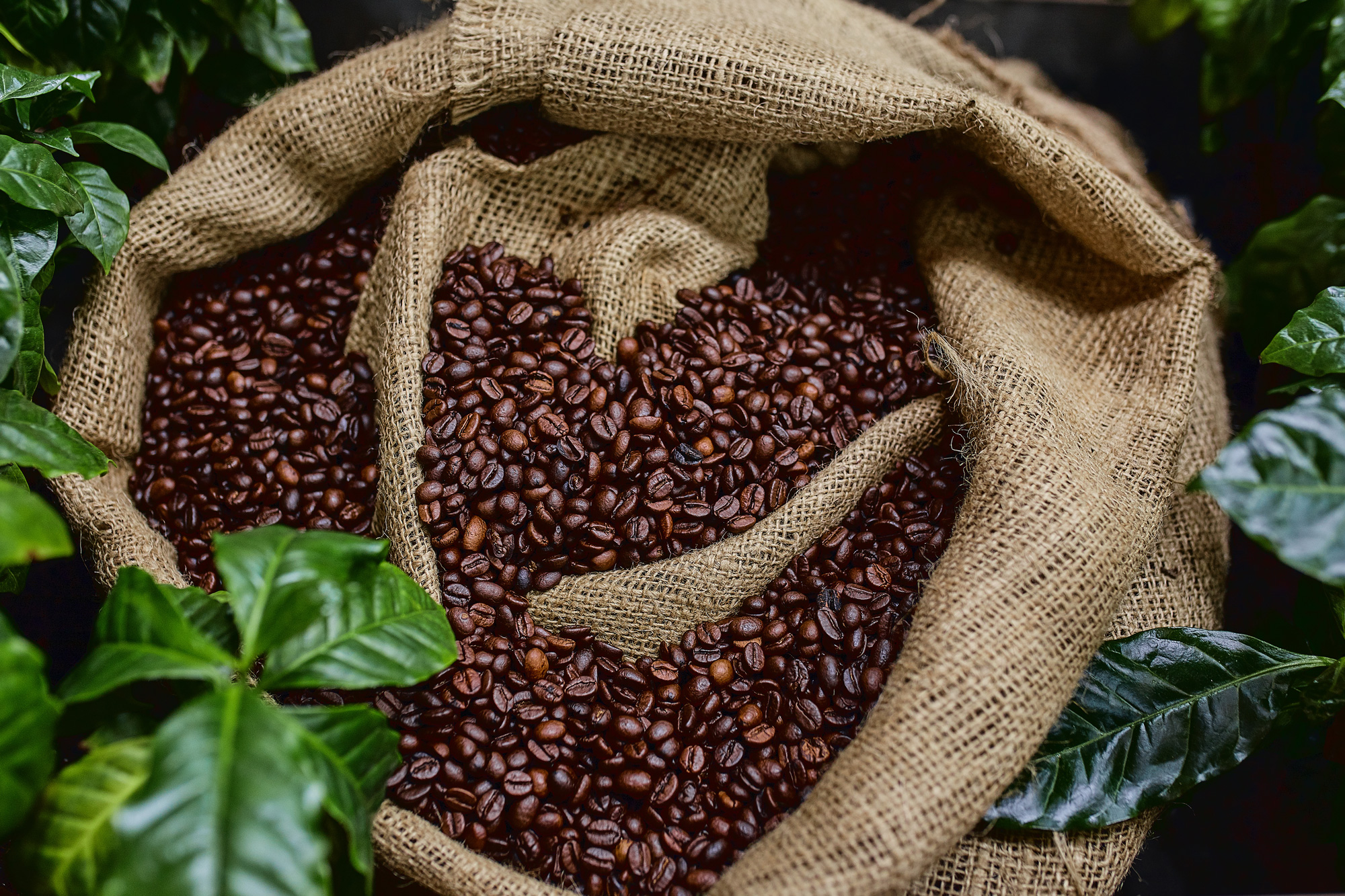 coffee beans