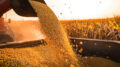 corn-commodity-prices-forecasts-expana