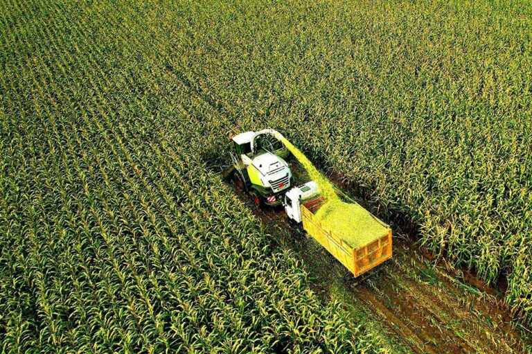 corn