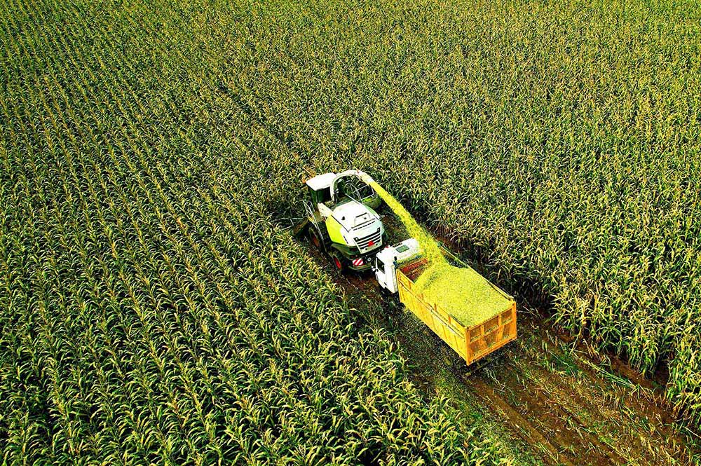 corn
