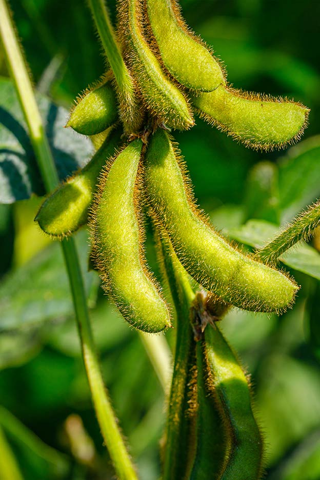 soybeans