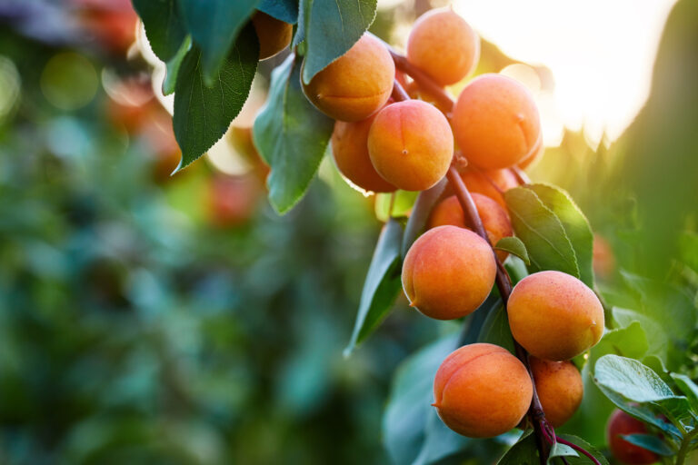 apricots