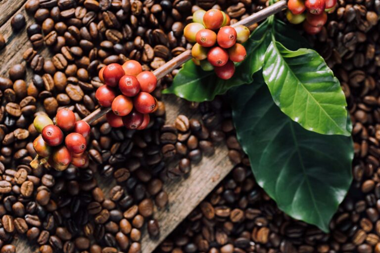coffee harvest