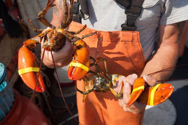 lobster