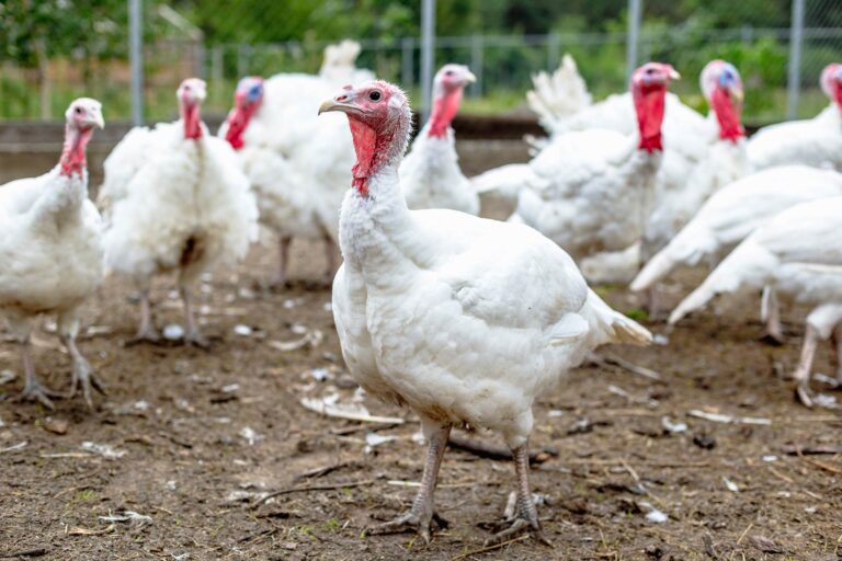 turkey